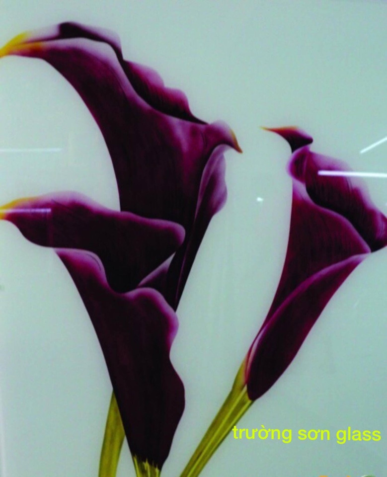 Hoa tulip
